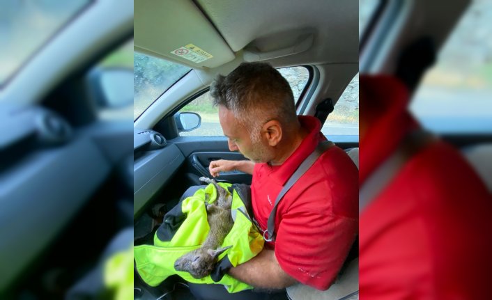 Artvin'de yaralı bulunan dağ keçisi yavrusu tedavi altına alındı