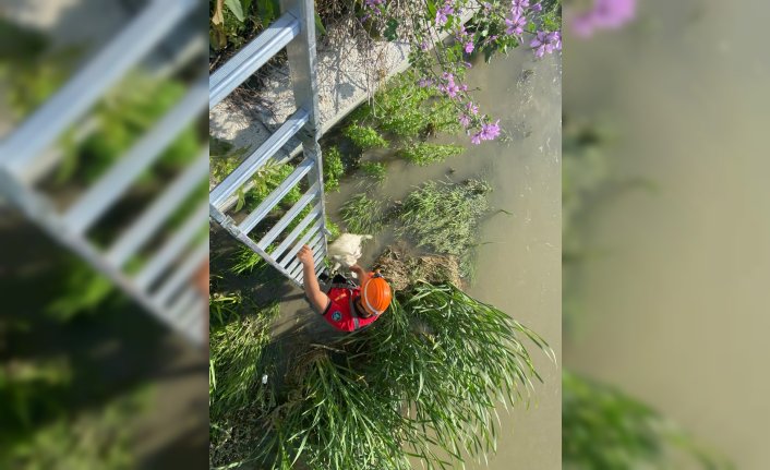 Bolu'da dereye düşen keçi kurtarıldı