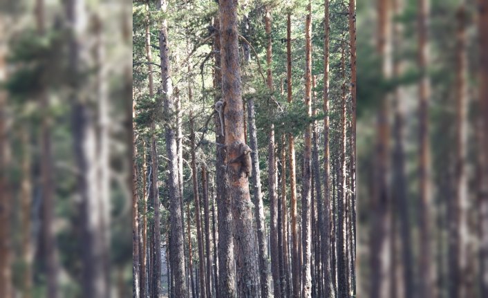 Bolu'da yavru ayıların ağaca tırmanmaya çalışması kameraya yansıdı
