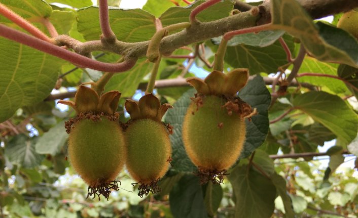 Çarşamba ilçesinde kivi üretim alanları artıyor