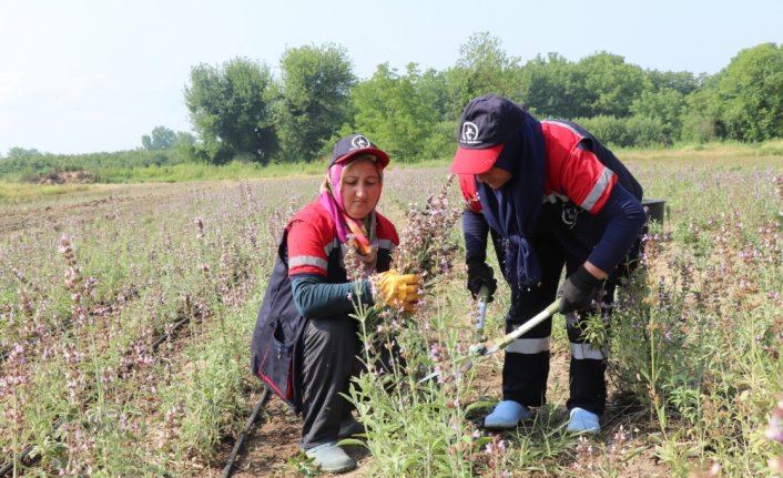 Düzce'de ada çayı hasadı yapıldı