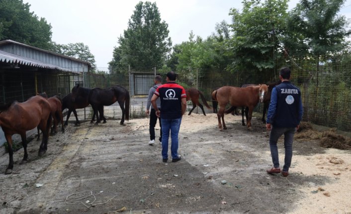 Düzce'de kaçak kesime götürülen 10 at kurtarıldı