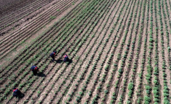 Düzce'de kadınlar 121 dönüm araziyi aromatik bitkilerle tarıma kazandırdı