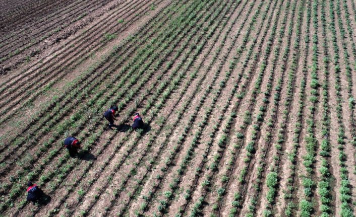 Düzce'de kadınlar 121 dönüm araziyi aromatik bitkilerle tarıma kazandırdı