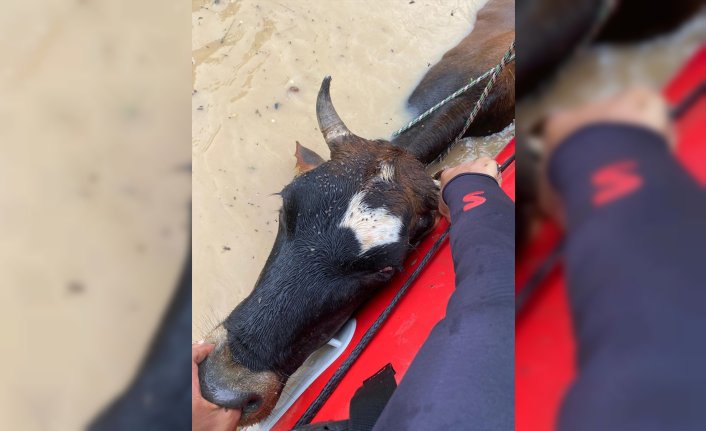 Düzce'de sağanak nedeniyle mahsur kalan hayvanları raftingciler kurtardı