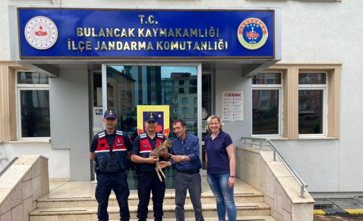 Giresun'da bulunan yavru karaca koruma altına alındı