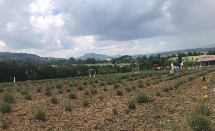 Kavak Kaymakamı Saygılı lavanta bahçesini inceledi