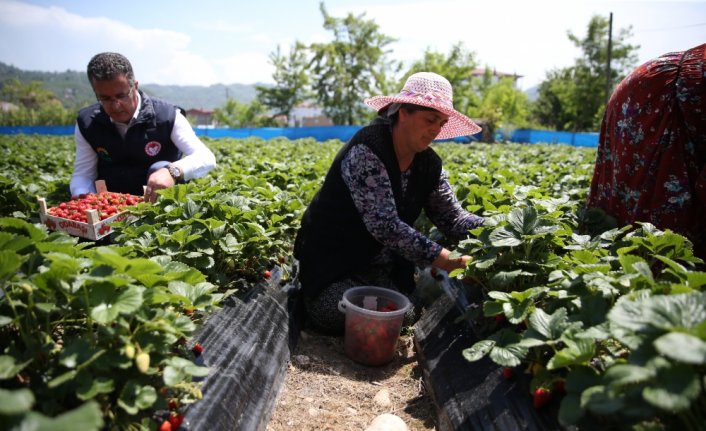 Ordu'da çilek üretimi yaklaşık 5 kat arttı