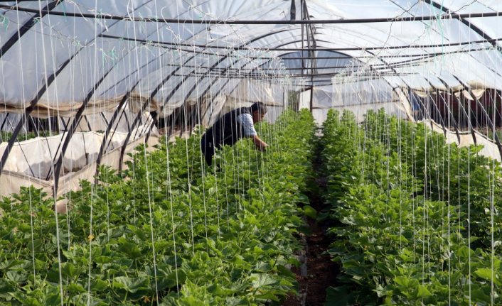 Tokat'ta 50 bin tona yakın salatalık rekoltesi bekleniyor