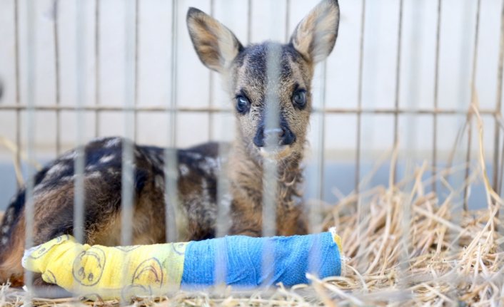 Yaralı yavru karaca ve alaca baykuş Düzce'de tedavi ediliyor