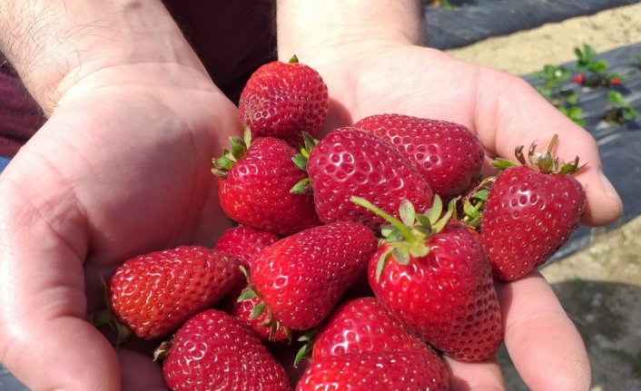 Zonguldak'ta müşteriler satın alacakları çilekleri kendileri topluyor