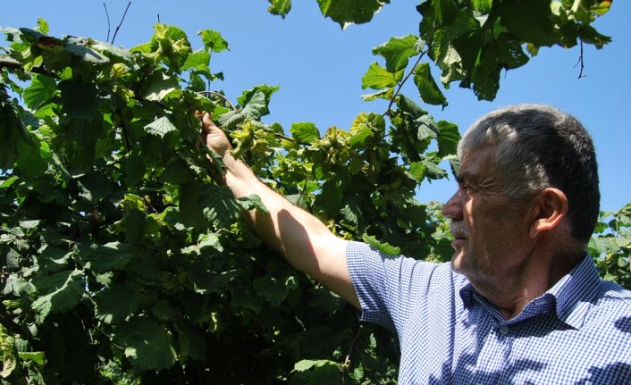 Alaplı'da fındık hasadına en erken 8 Ağustos'ta başlanacak
