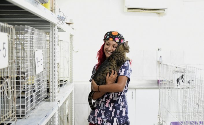 Antalya'da kedilere sıcak hava tehlikesine karşı klimalı oda