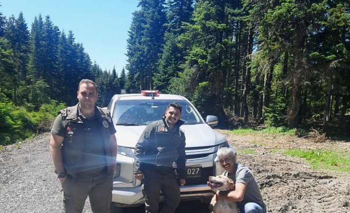 Bolu'da ormanda kaybolan köpek 11 gün sonra bulundu