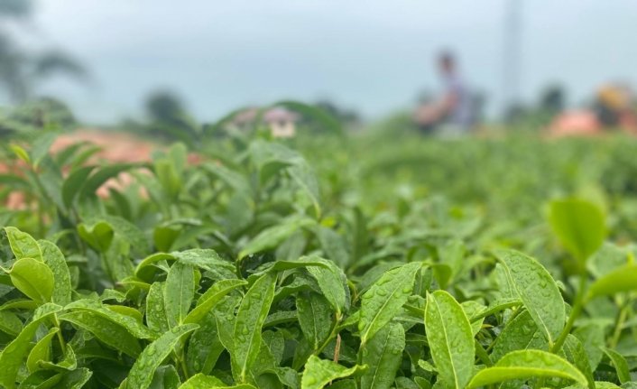 ÇAYKUR üreticiden 10 günde 3 bin 668 ton yaş çay aldı