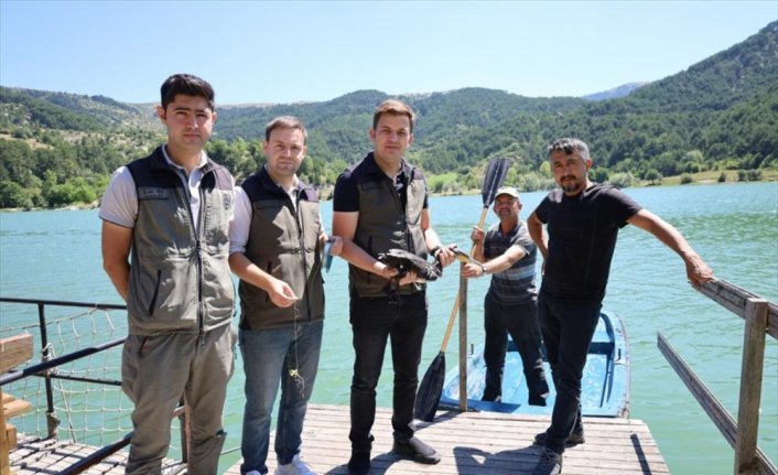 Çubuk Gölü'nde oltaya takılan balıkçıl kurtarıldı
