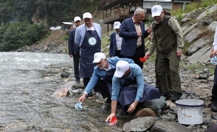 Fırtına Deresi'ne 50 bin kırmızı benekli alabalık yavrusu bırakıldı