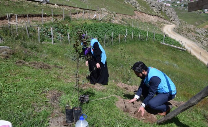 Giresun Karaovacık Yaylası'nda fidanlar toprakla buluşturuldu