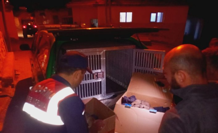 Jandarma bulduğu 10 köpek yavrusunu barınağa teslim etti