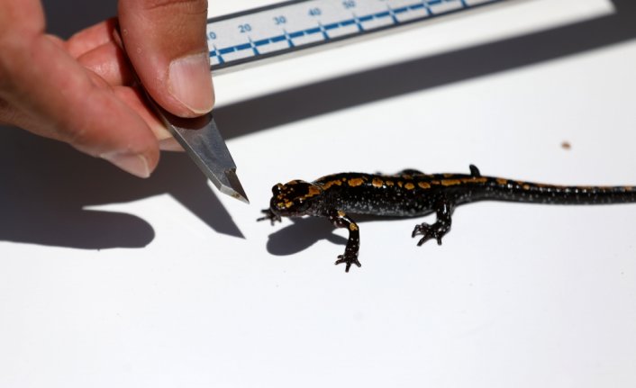 Kafkas semenderinin doğal yaşam alanlarına yönelik 