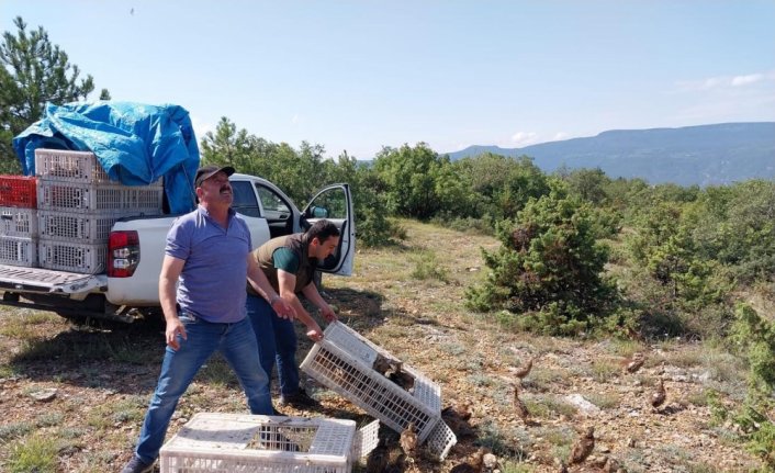 Karabük'te doğaya 500 sülün salındı