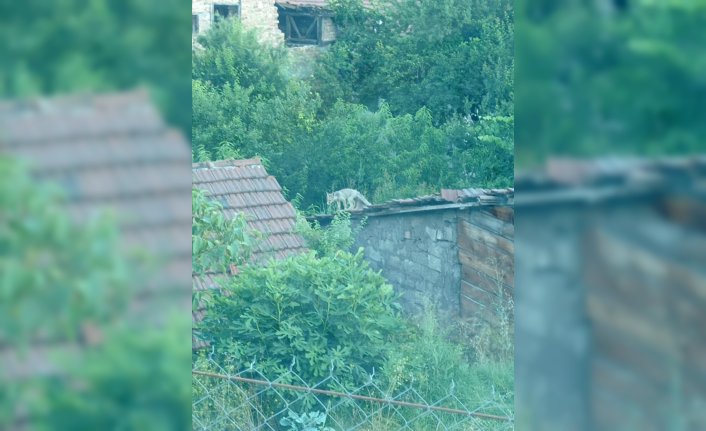 Karabük'te evlerin çatısında güneşlenen iki tilki cep telefonuyla görüntülendi