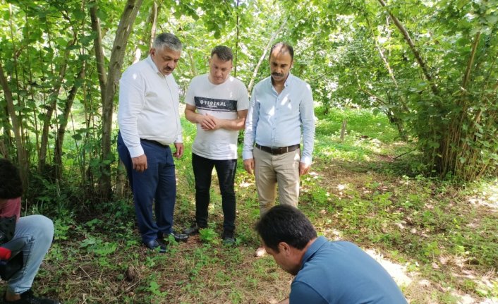 Ordu'da fındıkta rekolte tespit çalışmaları sürüyor