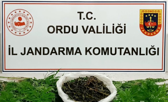 Ordu'da uyuşturucu operasyonunda 5 şüpheli yakalandı