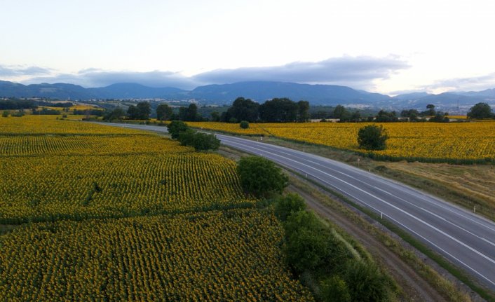 Samsun'da ağustosta hasadı yapılacak ayçiçekleri açtı