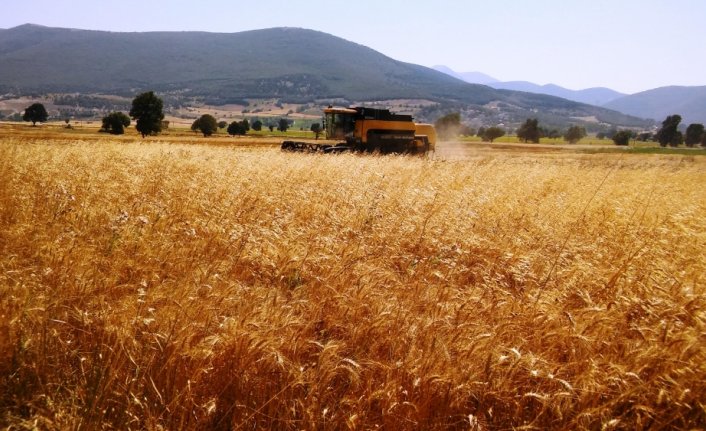 Samsun'da biçerdöverle buğday hasat sezonu başladı