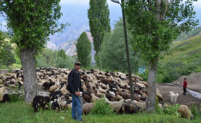 Şehre alışamayıp köyüne dönen besicinin 550 koyunluk sürüsü oldu