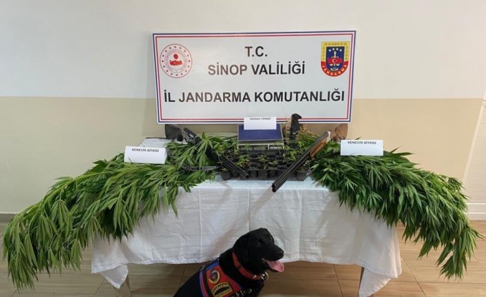 Sinop'ta uyuşturucu operasyonunda 3 kişi yakalandı