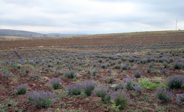 Tokat'ta atıl tarım arazisine dikilen lavantaların hasadı yapıldı