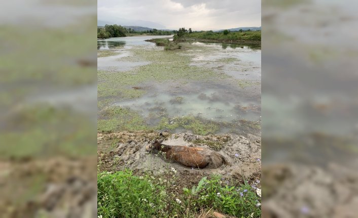 Tokat'ta çamura saplanan ineği itfaiye ekipleri kurtardı