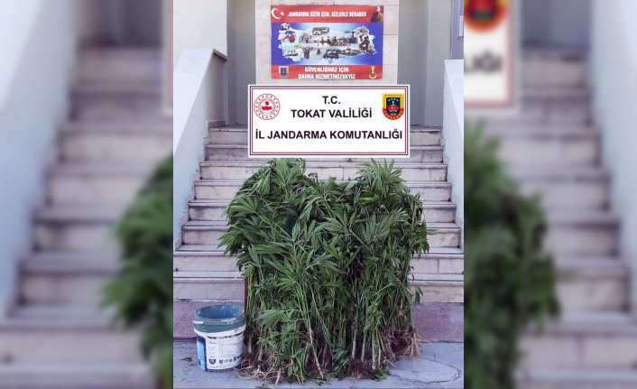 Tokat'ta Hint keneviri operasyonunda 2 kişi yakalandı