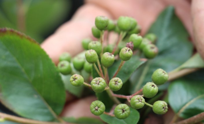 Yarım asırdır boş kalan araziler aronya ile yeşerdi