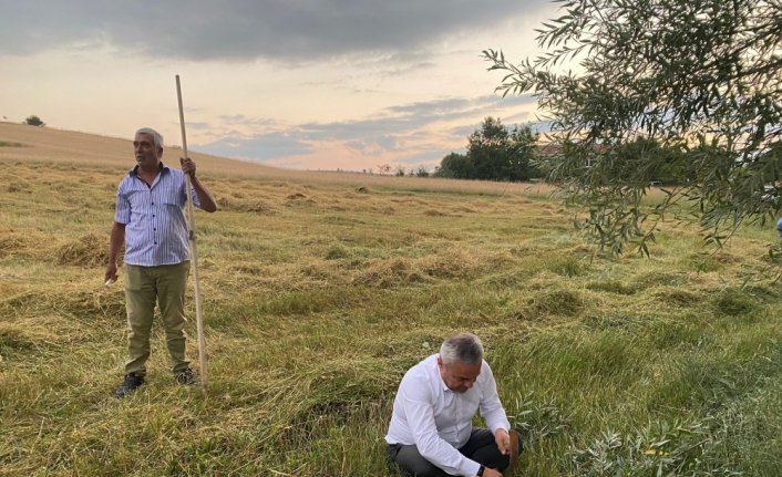 AK Parti Karabük Milletvekili Ünal, tırpanla hasat yaptı