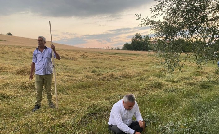 AK Parti Karabük Milletvekili Ünal, tırpanla hasat yaptı