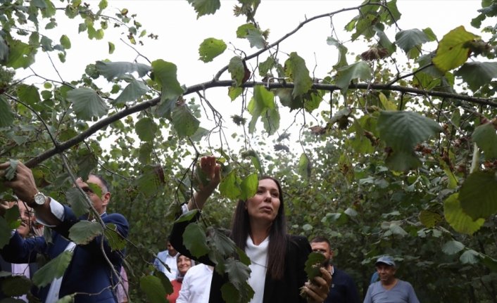 AK Partili Karaaslan, Samsun'da fındık üreticileriyle buluştu: