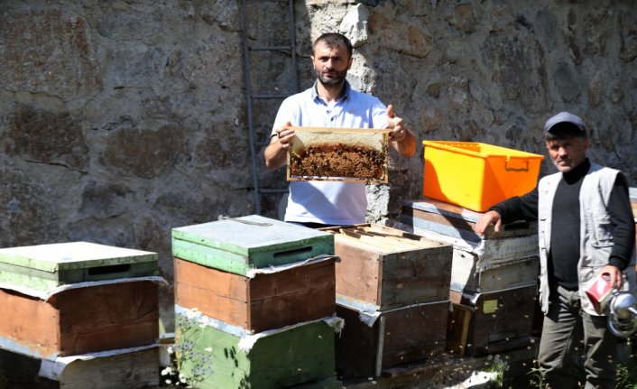Anzer Yaylası'nda bal sağımına başlandı