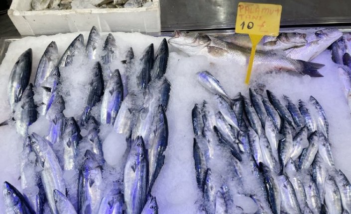 Çaparilere takılan palamutlar sezon öncesi balıkçıları umutlandırdı