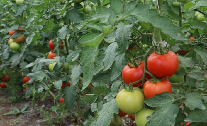 Cezaevi içinde kurulan seranın açılışı yapıldı