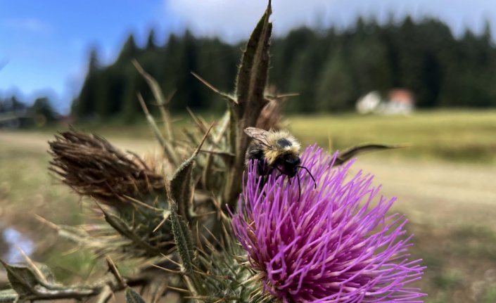 Düzce ve Bolu yaylaları doğal güzellikleriyle ziyaretçilerini bekliyor