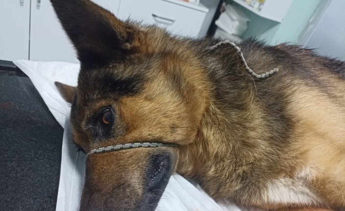Düzce'de av tüfeğiyle vurulan köpek tedavi altına alındı