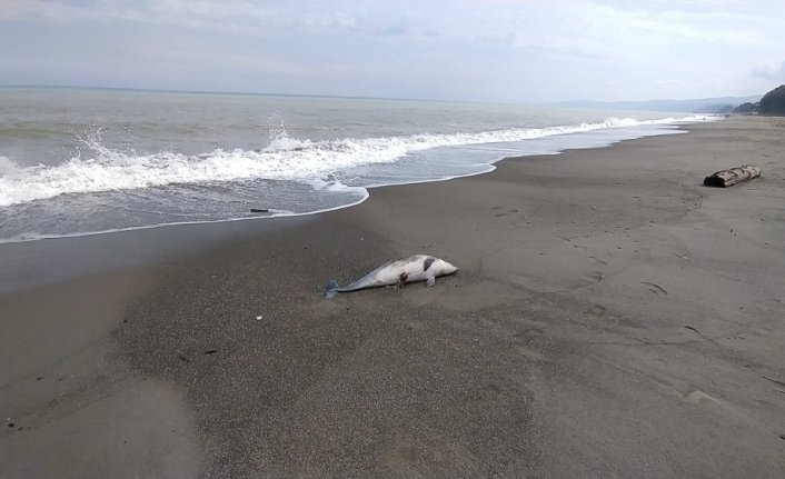 Düzce'de denizde bulunan ölü yunus kıyıya çıkarıldı