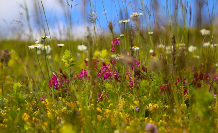 Ilgaz Dağı ağustosta ilkbaharı yaşıyor