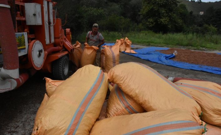Karadenizli fındık üreticilerinin patoz mesaisi