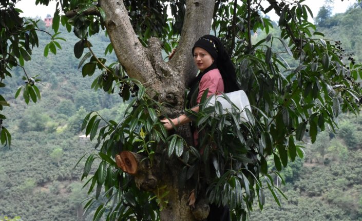 Karadenizli kadınlar tescilli lezzet 