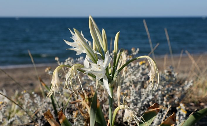 Koruma altındaki kum zambakları Samsun sahillerini beyaza bürüdü