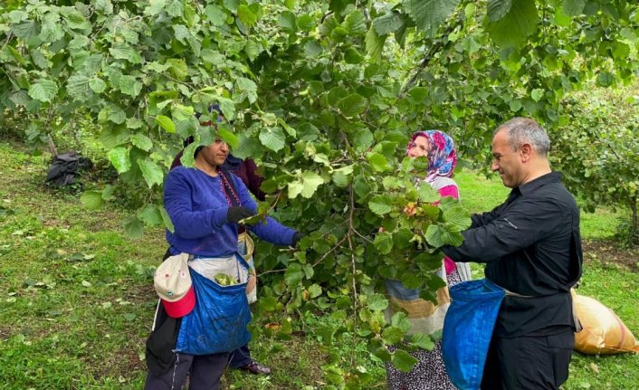 Ordu Valisi Sonel, işçilerle fındık topladı